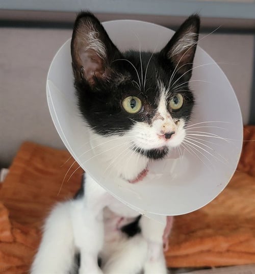 DUSIK - Domestic Short Hair available for adoption