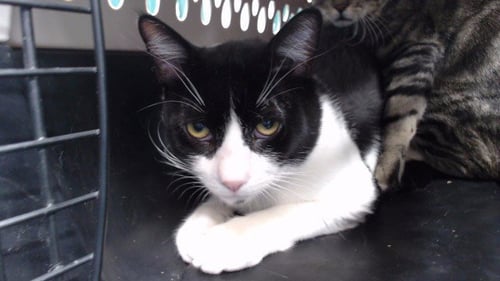 FELLINI - Domestic Short Hair available for adoption