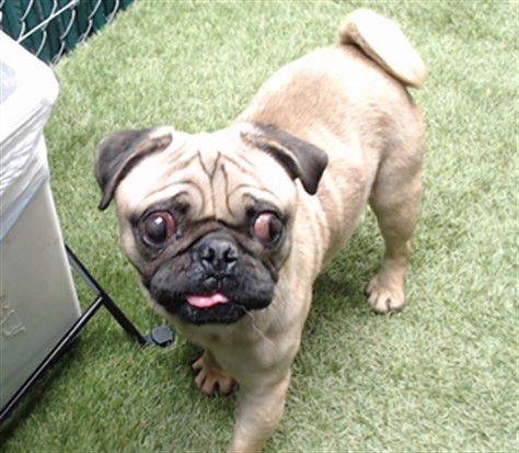 BAILARIN - Pug available for adoption