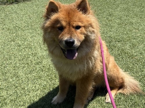 FINN - Chow Chow available for adoption