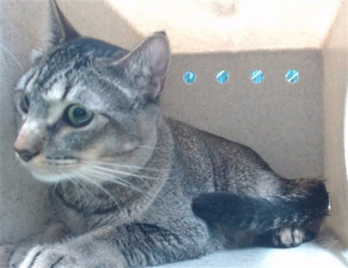 ZERO - Domestic Short Hair available for adoption