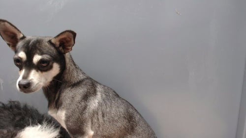 A5795560 - Terrier available for adoption