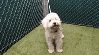 BUDDY - Photo 1