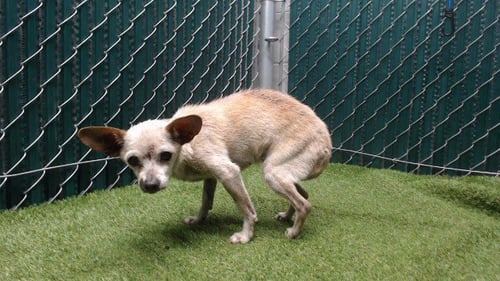 LULU - Chihuahua available for adoption