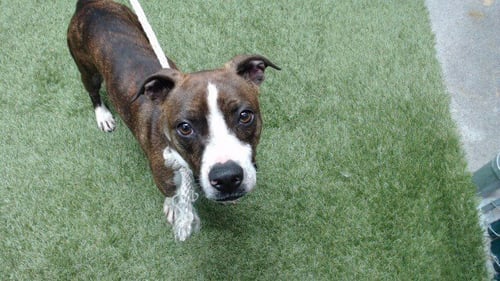 ATTILA - Terrier / Boxer available for adoption
