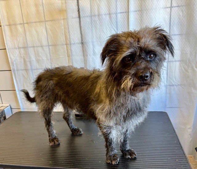 OZ - Terrier available for adoption