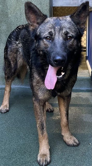 PHILIP - German Shepherd Dog available for adoption