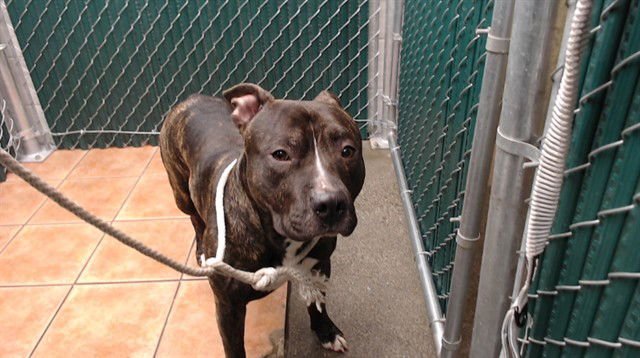 ROWAN - Pit Bull Terrier available for adoption