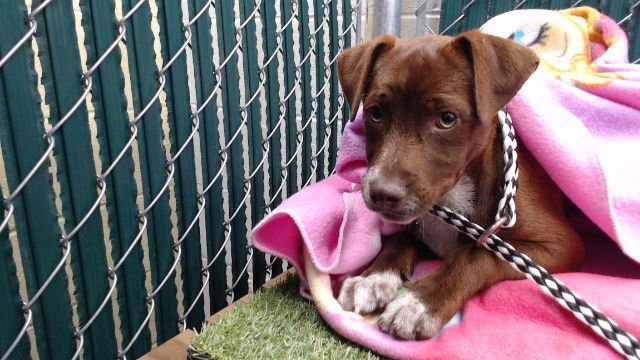 HARRY - Chihuahua available for adoption