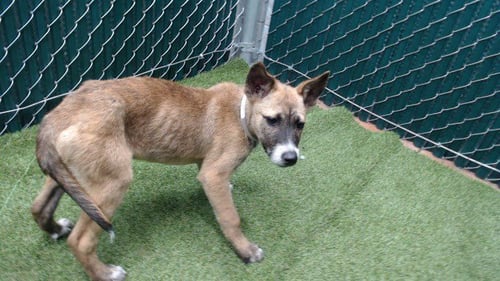 GALAXY - Siberian Husky available for adoption