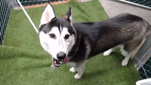 OSO - Siberian Husky available for adoption