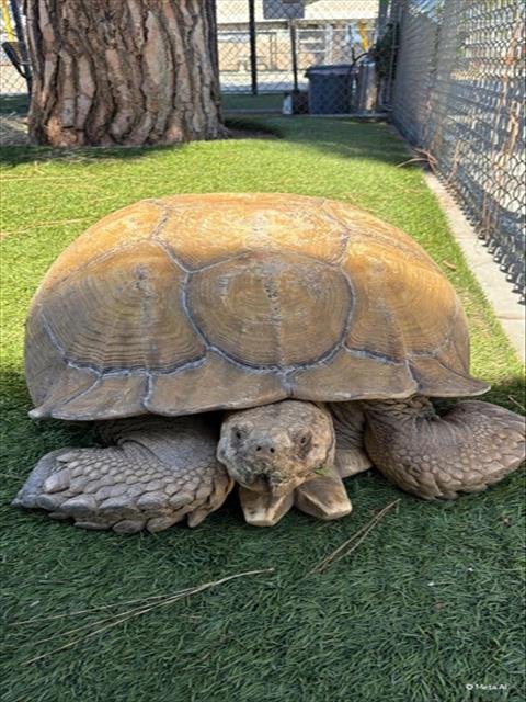 KENDRICK - Tortoise available for adoption