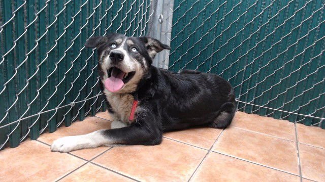 ROSA SOSA - Siberian Husky available for adoption