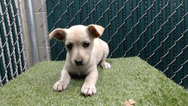 MIA - Chihuahua available for adoption