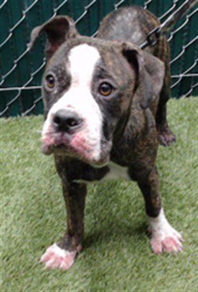 MIMI - Boxer available for adoption