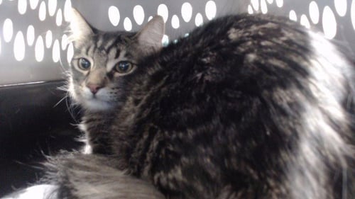 SHAWDOW - Domestic Short Hair available for adoption