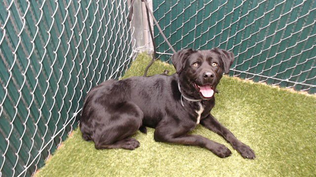 LUNA - Labrador Retriever available for adoption