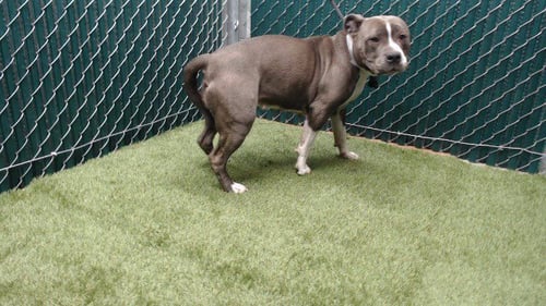 LUNA - Pit Bull Terrier available for adoption