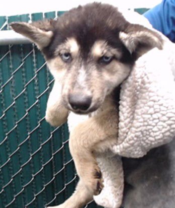 A5759024 - Siberian Husky available for adoption