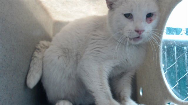 FROSTY - Domestic Short Hair available for adoption