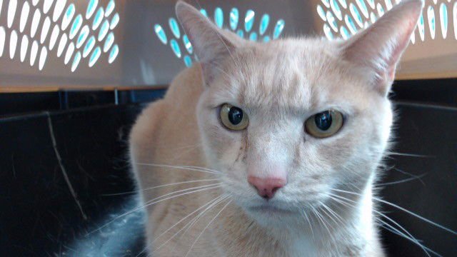 OZZY - Domestic Short Hair available for adoption