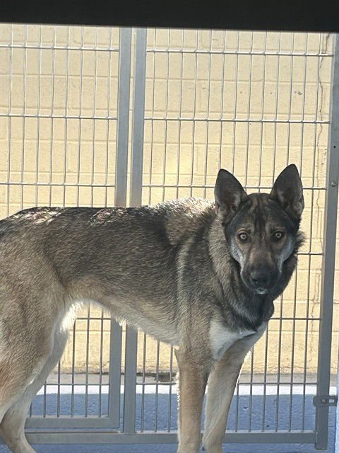 KODA - German Shepherd Dog available for adoption