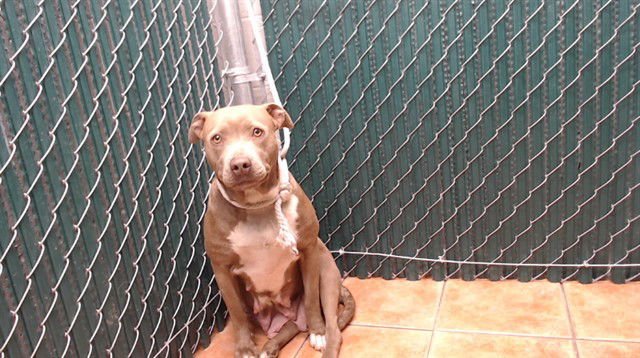 TINA - Pit Bull Terrier available for adoption