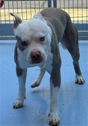 ZEUS - Pit Bull Terrier available for adoption