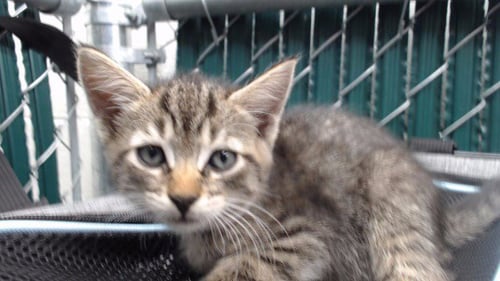 A5787660 - Domestic Short Hair available for adoption