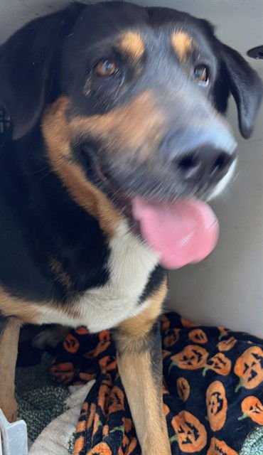 TOMMY - German Shepherd Dog available for adoption