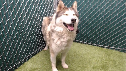 SHILO - Siberian Husky available for adoption