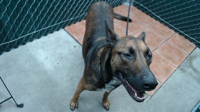 BELLA - Belgian Shepherd Malinois available for adoption