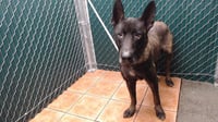 TAZ - Photo 1
