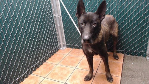 TAZ - Belgian Shepherd Malinois / Sheep Dog available for adoption