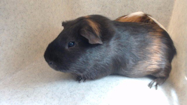 TEDDY Image