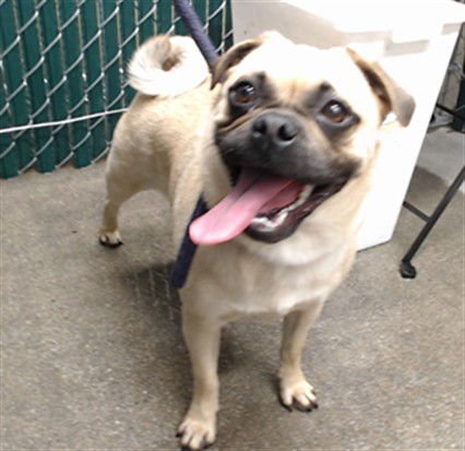 HAVEN - Pug available for adoption