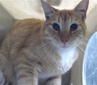 SUNFIRE - Photo 1