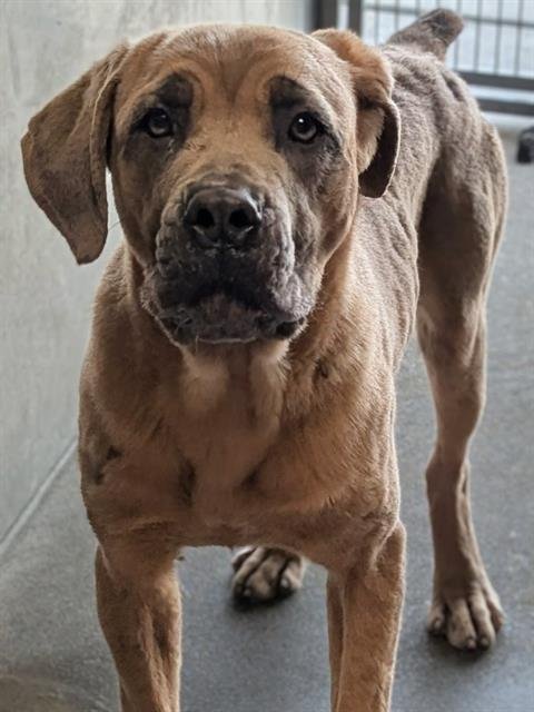 MAGNOLIA - Cane Corso Mastiff available for adoption