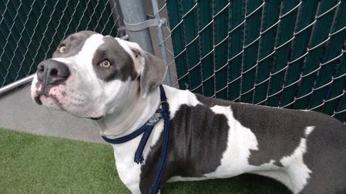 SOSA - Pit Bull Terrier available for adoption