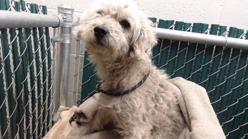 A5767658 - Poodle (Miniature) available for adoption