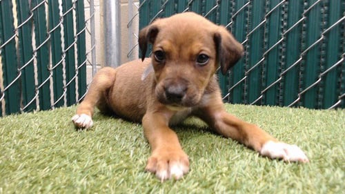 JOEY - Terrier available for adoption