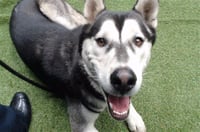 DUKE - Photo 1