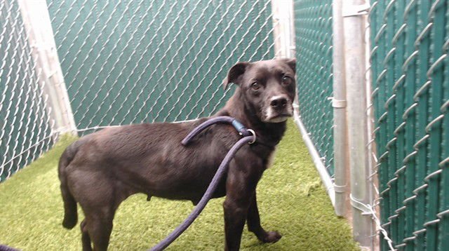 BAILEY - Terrier available for adoption