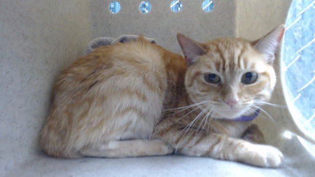 INARI - Domestic Medium Hair available for adoption