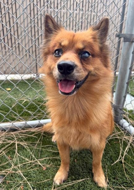 DANTE - Pomeranian available for adoption