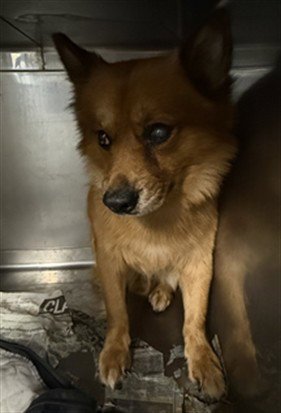 DANTE - Pomeranian available for adoption