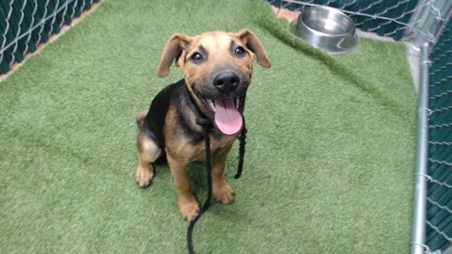 CINNAMON - German Shepherd Dog / Pit Bull Terrier available for adoption