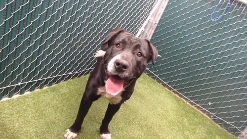 ACE - German Shepherd Dog / Pit Bull Terrier available for adoption