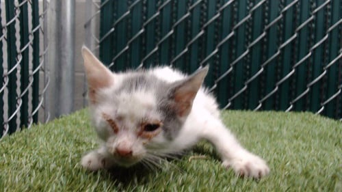 HEATHER - Domestic Short Hair available for adoption