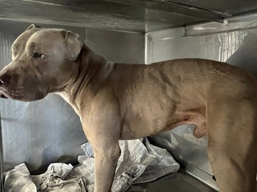 YELLOW - Pit Bull Terrier available for adoption
